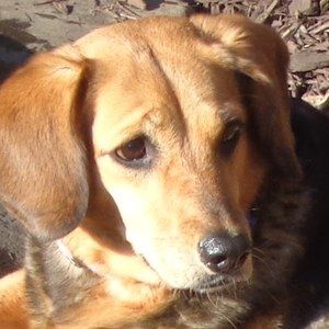 Meet your Posher, Marge